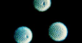 Spicules spicules - hình cầu (Geodia cydonium)