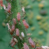 Pulgones