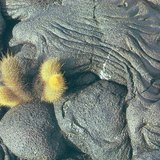 Lava solidificada