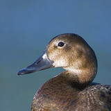 طائر الحمرواي (أنثى)