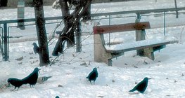 Грачи