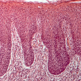 Corte transversal de la lengua humana