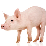 Piglet