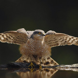 Sparviero eurasiatico