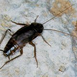 Kakkerlak