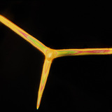 Spicole (Leuconia solida)