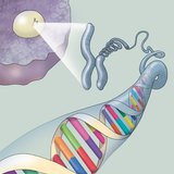 La struttura del DNA
