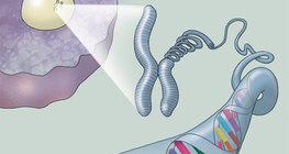La estructura del ADN