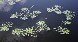 Castagna d'acqua