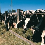 Hrănirea vacilor în partea de vest a SUA