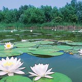 Кувшинки