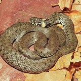 Cobra
