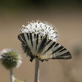 Koningspage