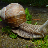 Chiocciola