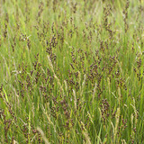 Common rush