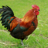 Galo