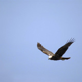 Aguilucho lagunero occidental en vuelo