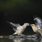Hawfinches