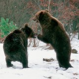 Медведи