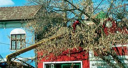 Обрезка деревьев