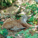 Lynx