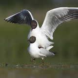 Gaviotas reidoras apareándose