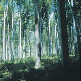 Deciduous forest