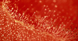 Pomodoro ammuffito