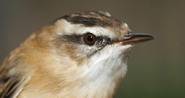 Вертлявая камышовка