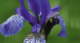 西伯利亞鳶尾花