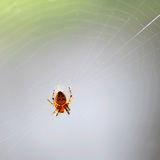 Ragnatela