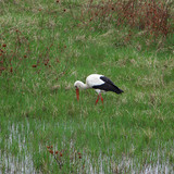 Stork