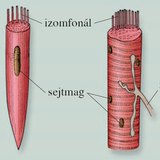 Izomsejt, izomrost