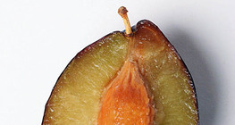 Prugna