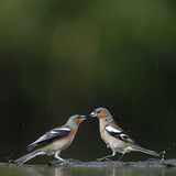 Pinzones vulgares
