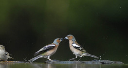 Pinzones vulgares
