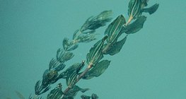 海草