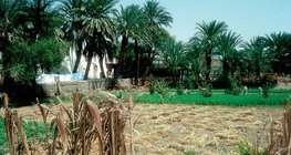 Terreno de agricultura en Egipto
