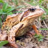 Žába