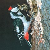 Ağaçkakan