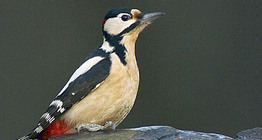 Pájaro carpintero