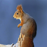 Squirrel