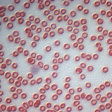 Eritrociti umani