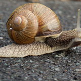 Улитка