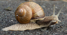 Улитка