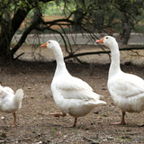 Geese