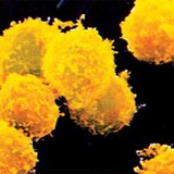Leukocytes