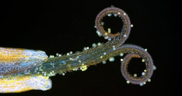 Denti di leone, un fiore dell'infiorescenza composta (luce ultravioletta)