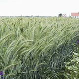 Wheat