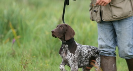 Jagdhund